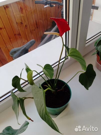 Антуриум красный (мужское счастье)