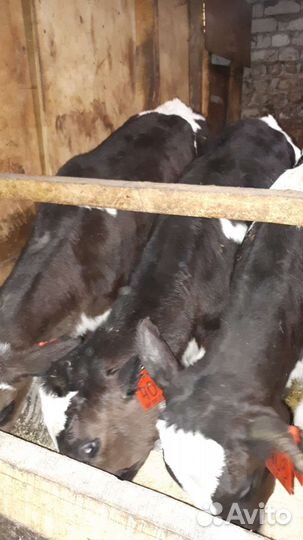 Бычки и быки