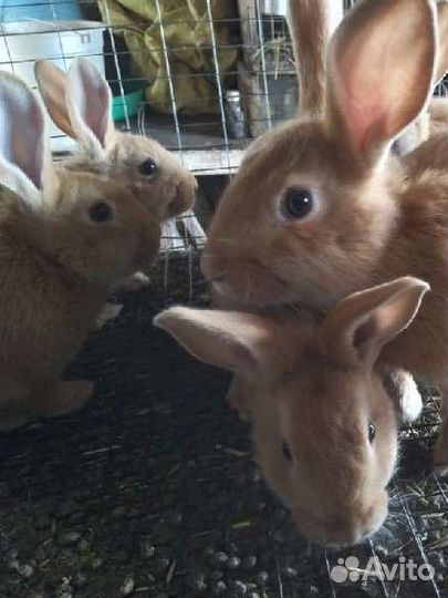 Нзб, Калифорнийцы