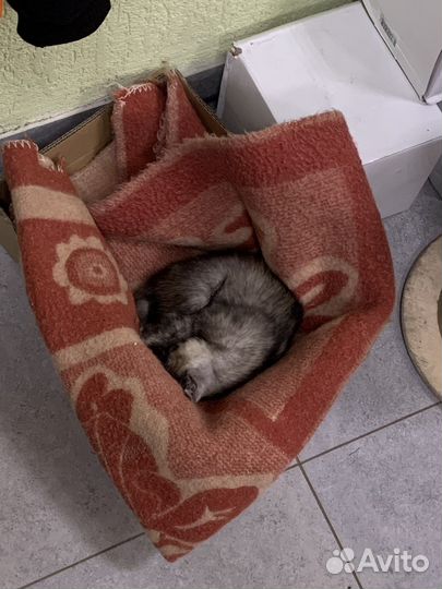 Котенок в добрые руки