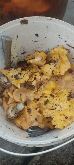 Участок 6,8 сот. (СНТ, ДНП)