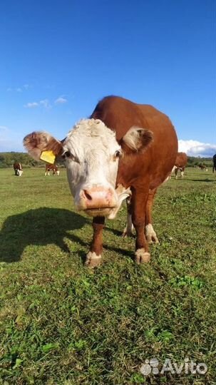 Нетели герефорда