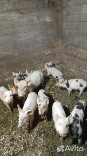 Поросята