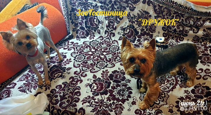 Квартирная Передержка- зоогостиница