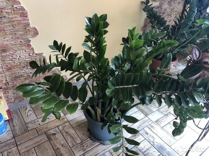 Комнатные цветы