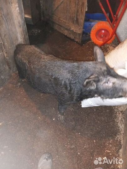 Хряк кармал