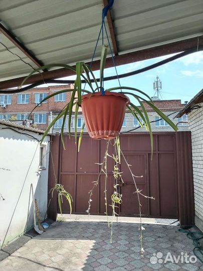 Хлорофитум