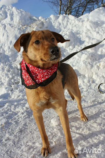 Баффи-чудесная собака для семьи