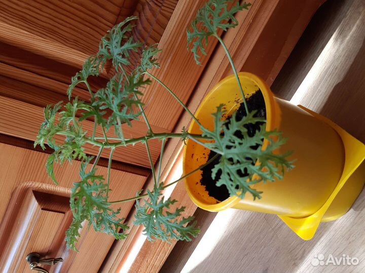 Герань душистая