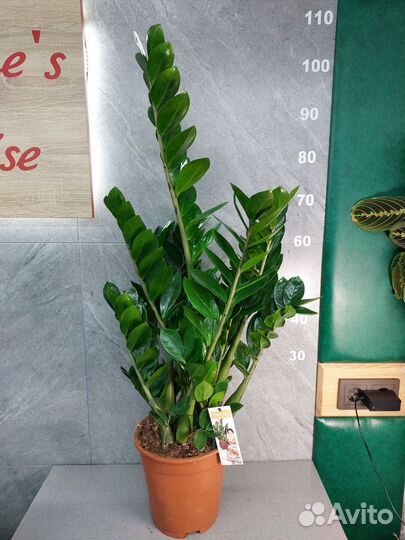 Замиокулькас