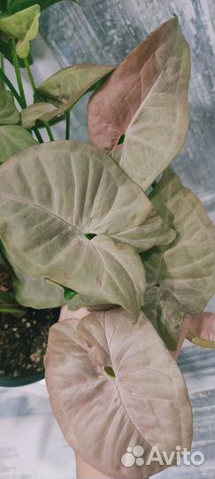 Сингониумы