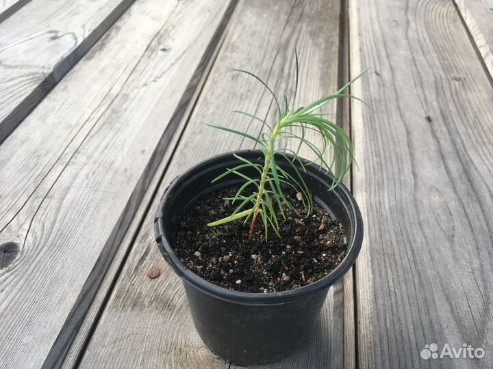 Куннингамия - китайская ель, домашняя елка