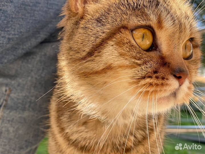 Британка потеряшка