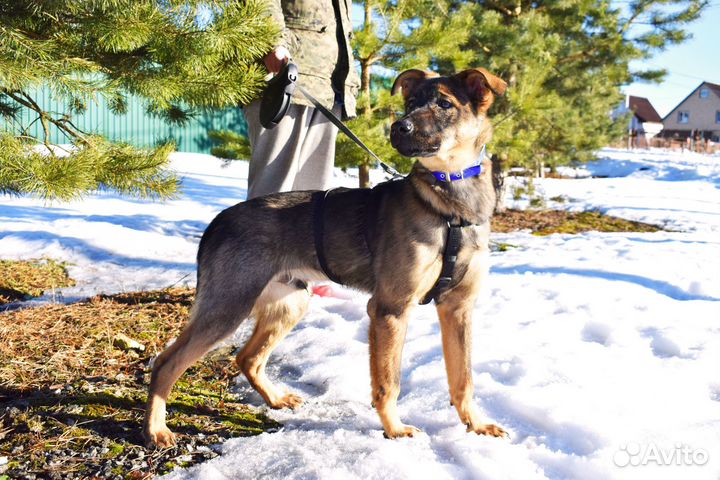 Щенок мальчик Оскар 5 мес