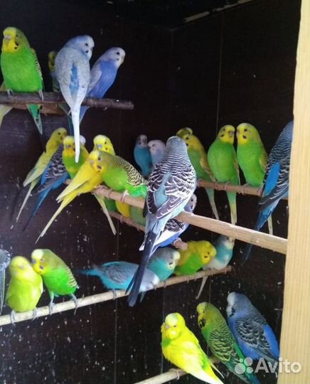 Попугаи домашние разные, птенцы и взрослые