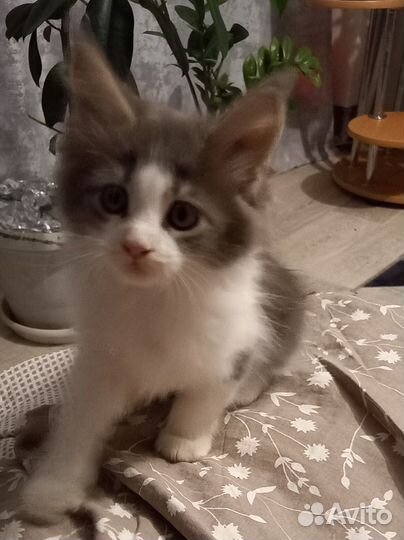 Котята мейн-кун
