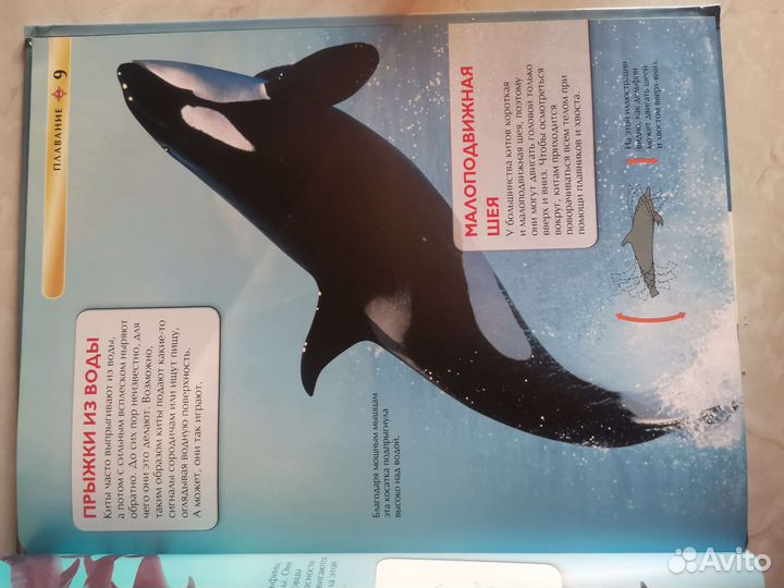 Детские энциклопедии