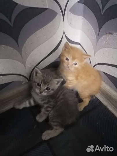 Кошка в дар бесплатно