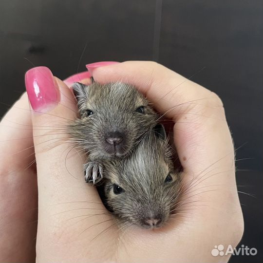 Чилийская белка дегу