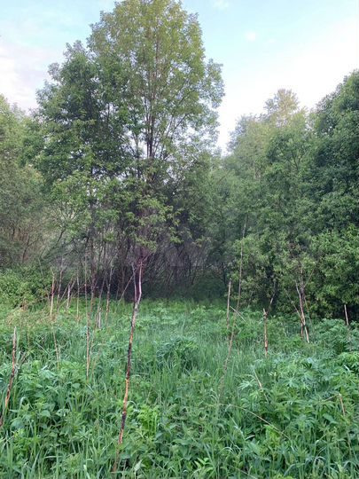 Участок 6 сот. (СНТ, ДНП)