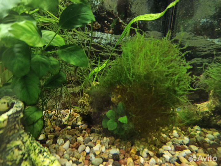 Аквариумные растения