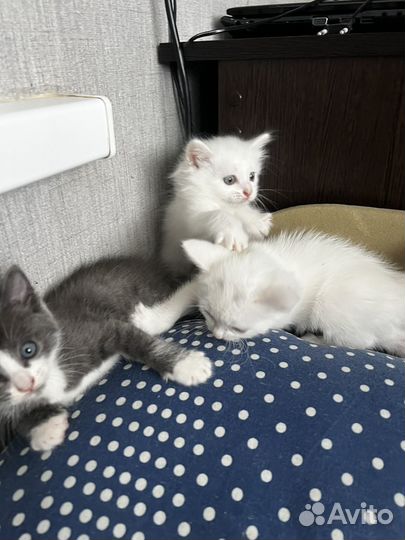 Котята в добрые руки