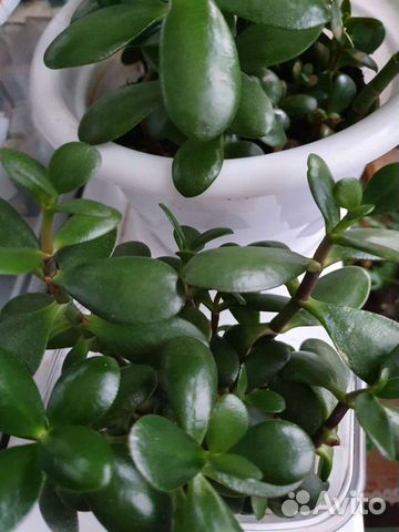 Толстянка, денежное дерево, крассула