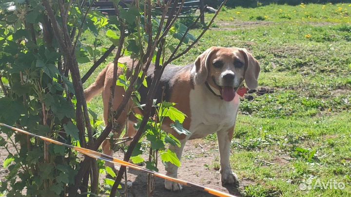 Передержка (зоо-гостиница) для биглей