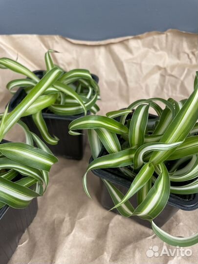 Хлорофитум