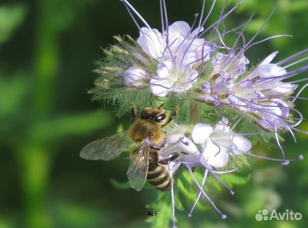 Мед 2024 года Алтайский опт