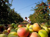 Рабочие на сбор урожая яблок
