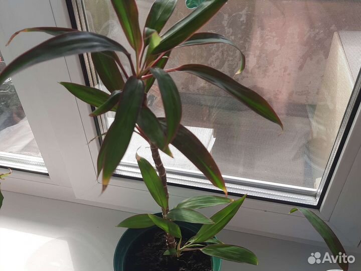 Пальма Карделина