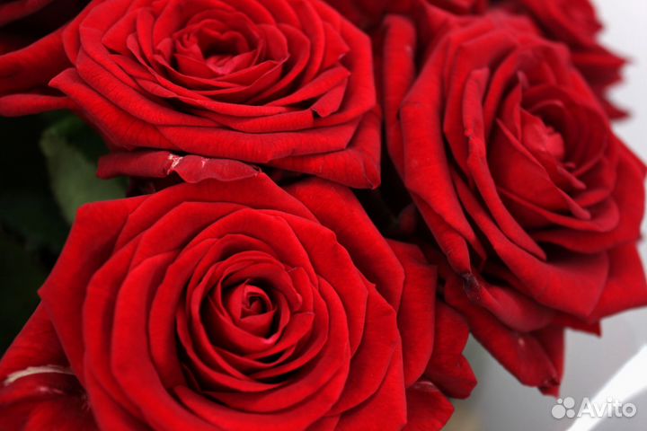 Букет из роз