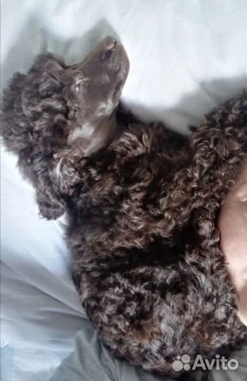 Пудель малый коричневый девочка