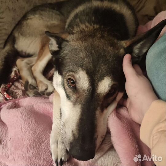 Волкособ в добрые руки