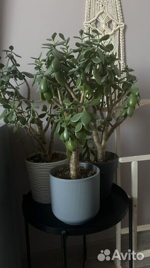 Денежное дерево