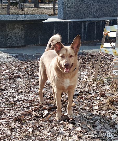 В добрые и заботливые руки