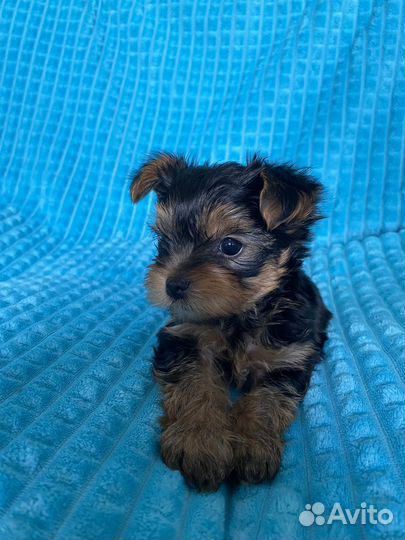 Йоркширский терьер щенки