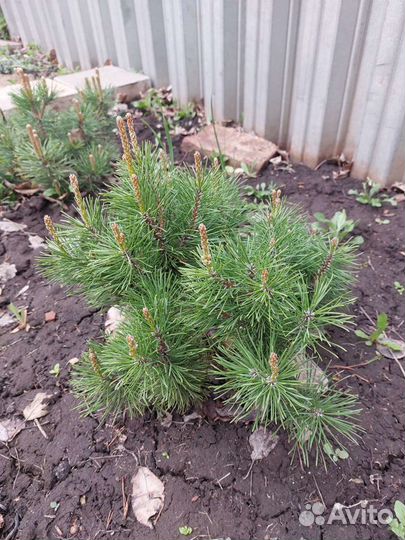 Сосна горная