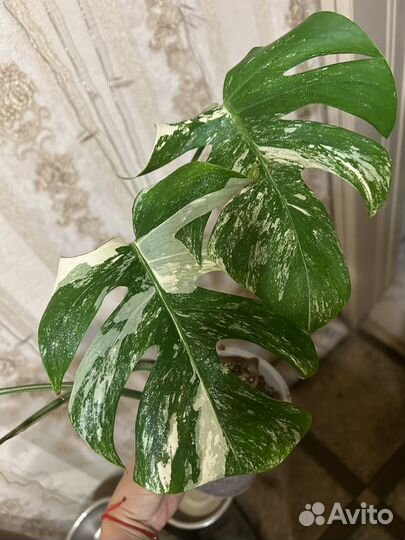 Монстера вариегатная Альба