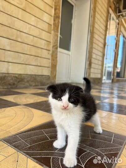 Кошка в дар