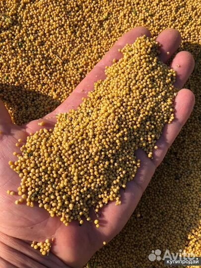 Горчица белая семена