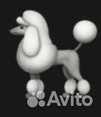 Вальгус остроконечный