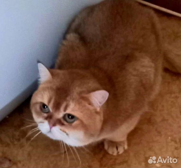 Золотой британец