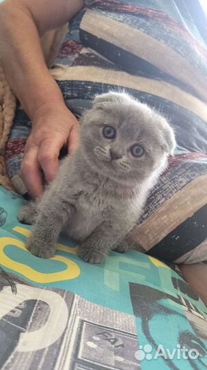 Британские котята
