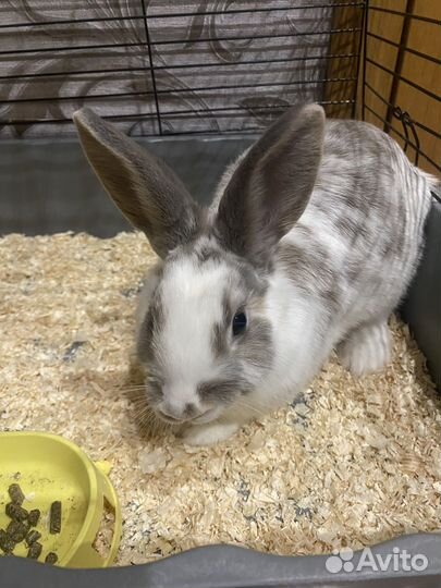 Кролик декоративный