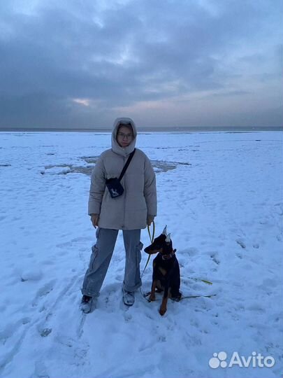 Передержка для собак