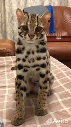 Алк или леопардово азиатский кот для питомников