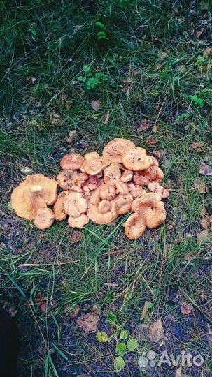 Продам рыжики