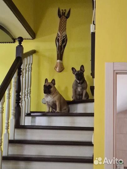 Передержка животных гостиница зоогостиница